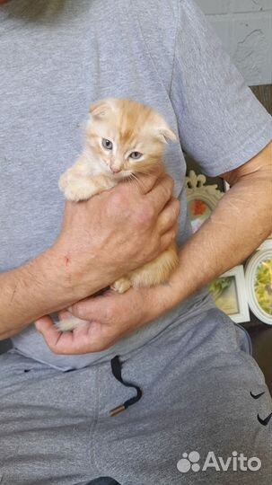 Котенок Персик вислоух в поисках дома