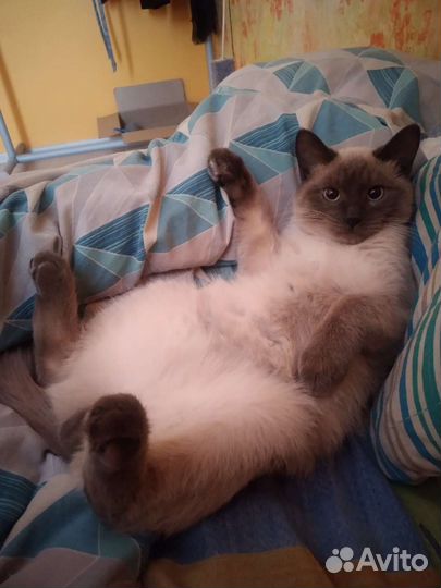 Кот для вязки