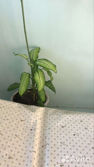 Комнатные растения