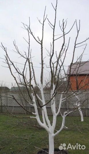 Обрезка деревьев, уход за садом