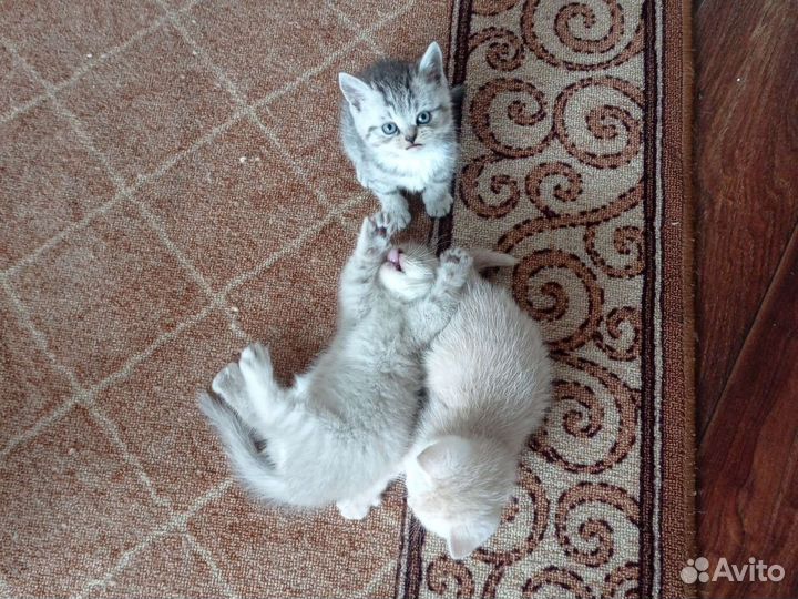 Британская вислоухая кошка