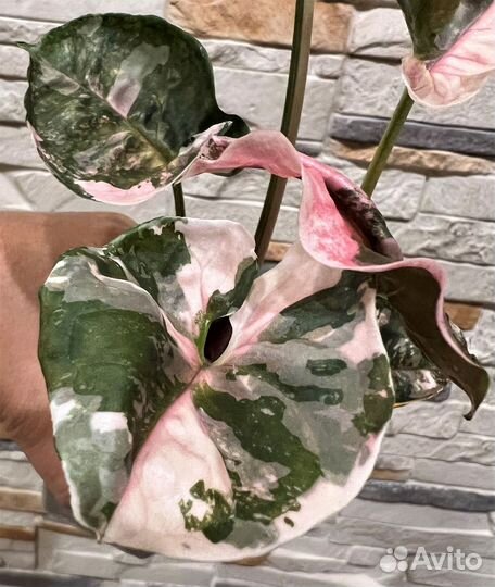 Сингониум galaxy strawberry ICE