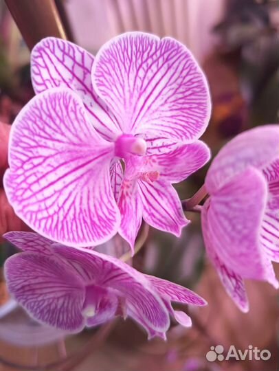 Орхидея P. aunghome Alice Stripe