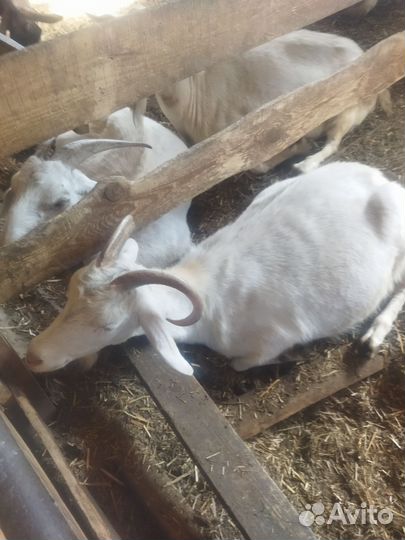 Дойные козы