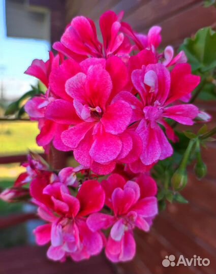 Пеларгонии сортовые