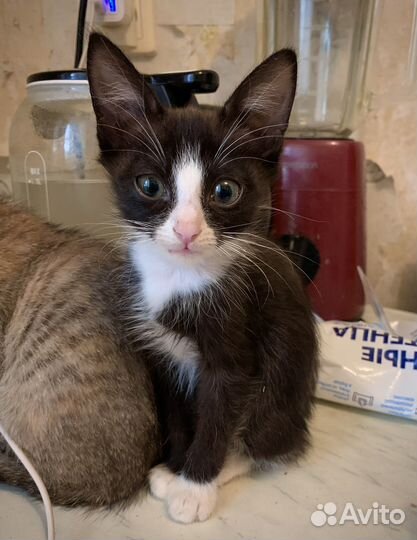 Кошечка в добрые руки