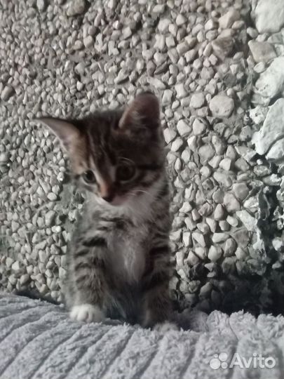 Кошка в добрые руки
