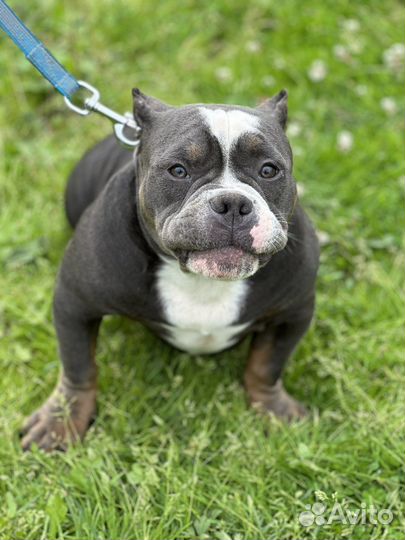 Мальчик покет