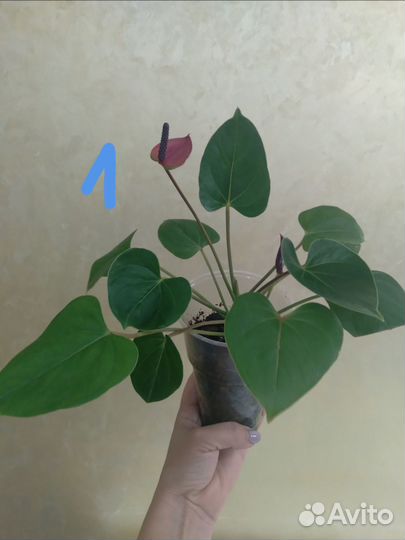 Антуриум Вaby Pearl деленки