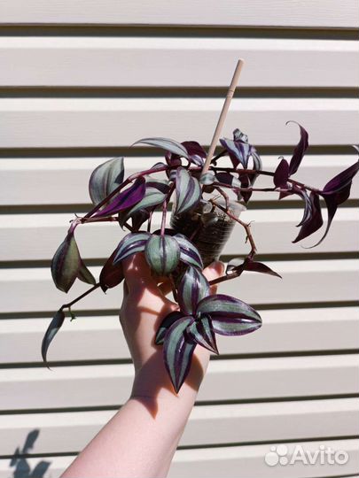 Ампельные (ползучие) растения