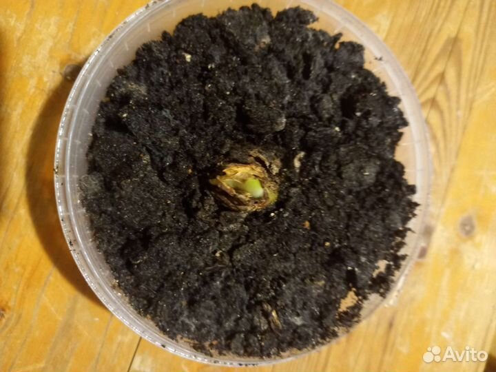 Молочай, Аморалис, декабрист