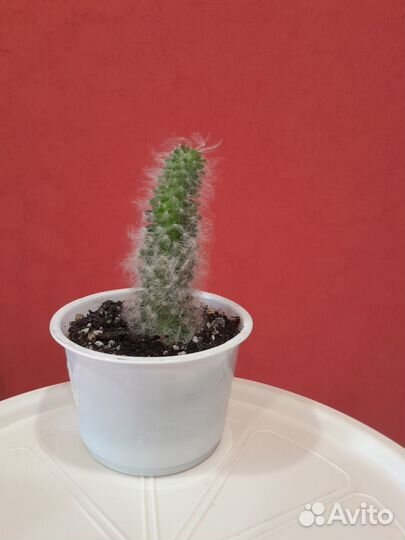 Фиттония. Кактус