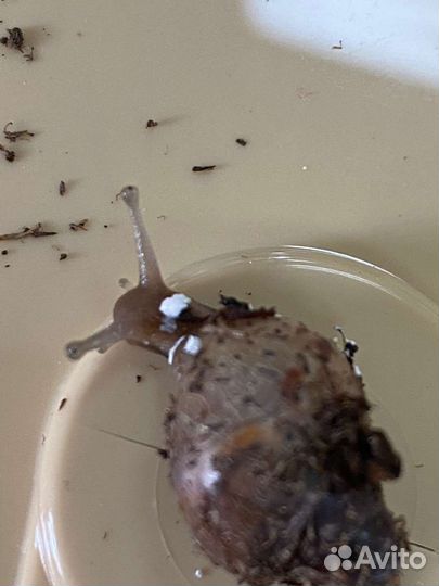 Улитки ахатины бесплатно