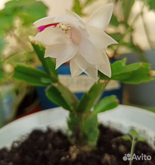 Декабрист розовый и белый редкий