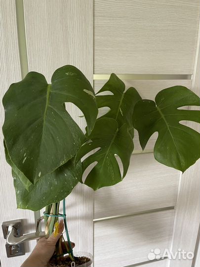 Монстера тайское созвездие