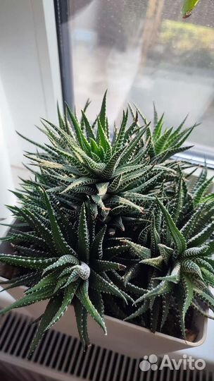 Суккуленты