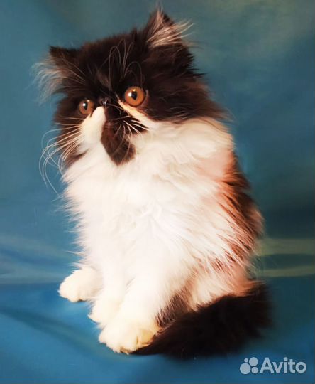 Персидский котенок