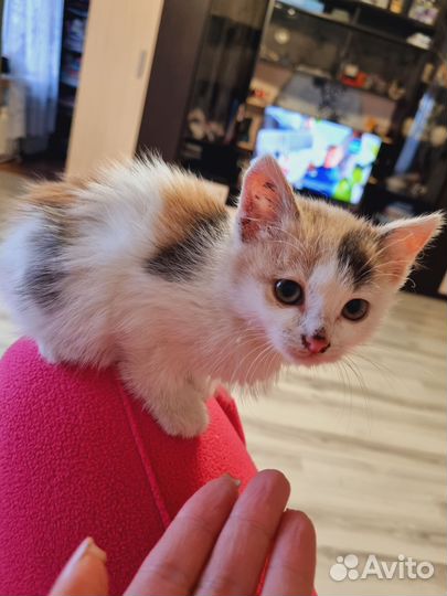 Котики бесплатно в добрые руки