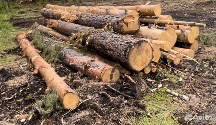 Продам Лес кругляк сосна