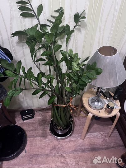 Долларовое дерево