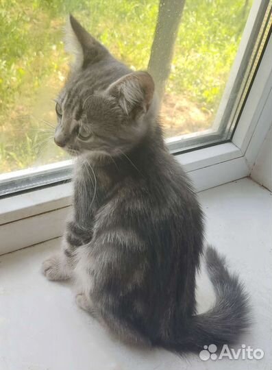 Маленький серый котик, в заботливую семью