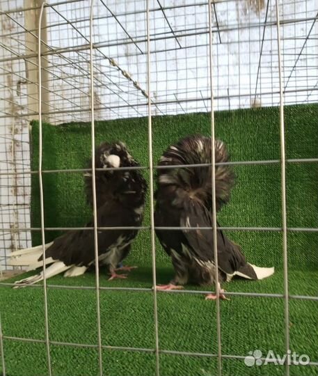 Продажа голубей