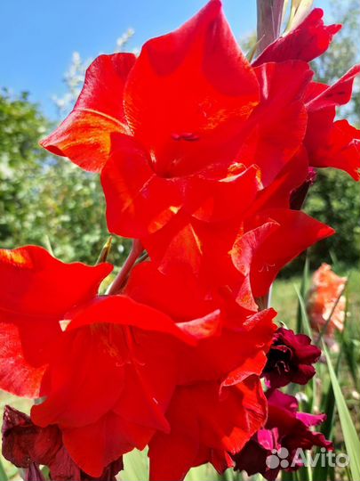 Гладиолусы