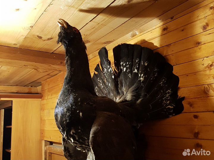 Чучело глухаря