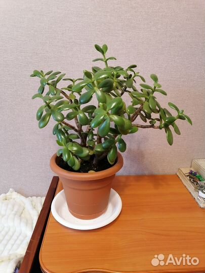 Денежное дерево