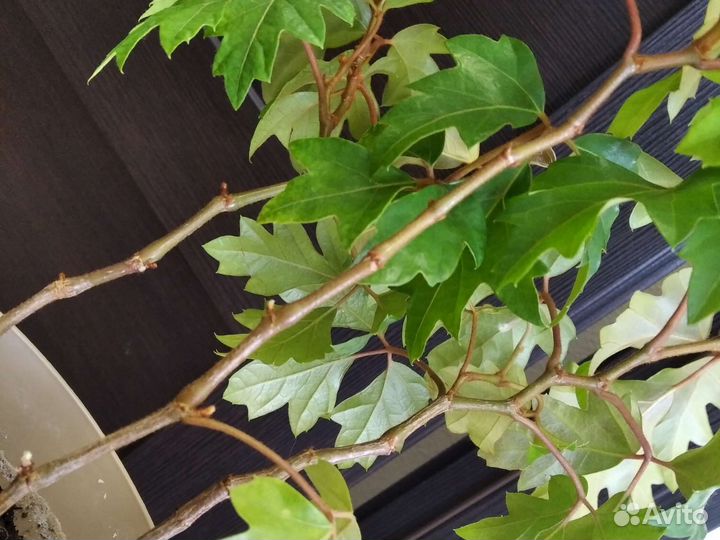 Циссус березка