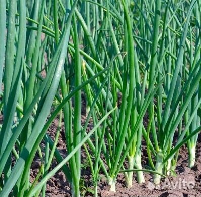 Продам лук репчатый оптом от 20 тонн