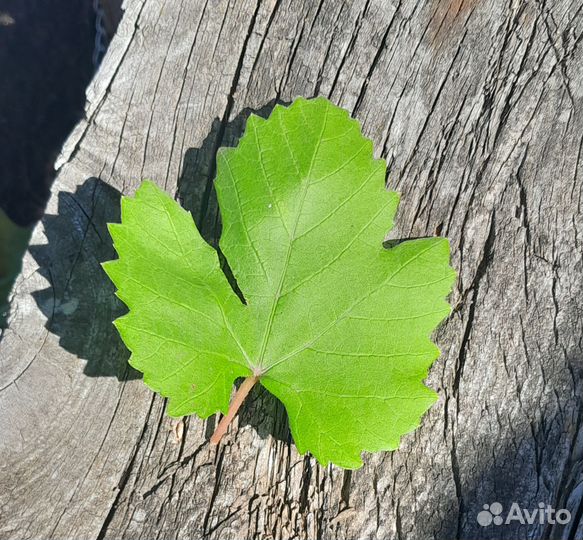 Лист лещины,клена,липы,груши,винограда