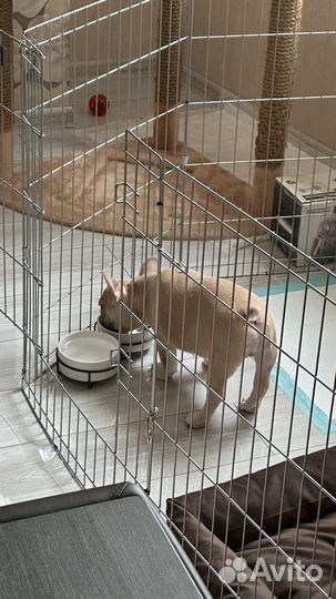 Вольер для собак