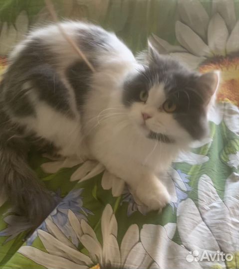 Шикарная кошка