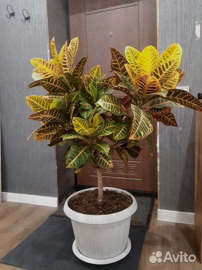 Крупномеры: Кротон, Фикусы