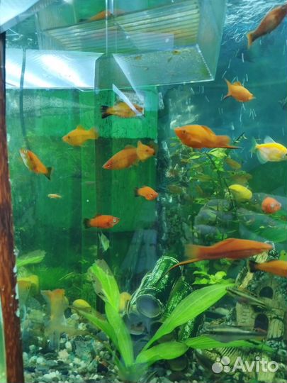 Аквариумные рыбки