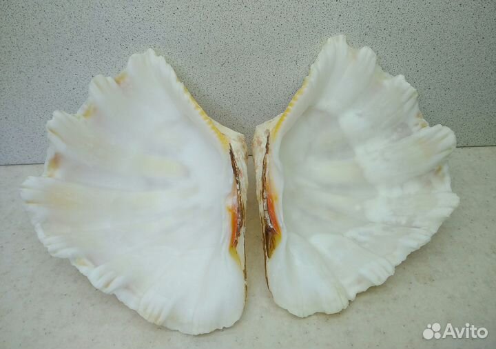 Чайна Клам 14,3*10,5 морская ракушка раковина