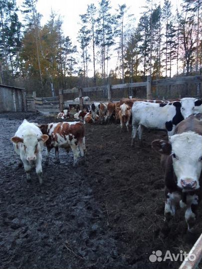 Продам бычков.Сементалы