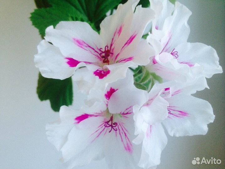 Шикарная пеларгония (герань)