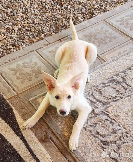 Собака в добрые руки отдам бесплатно