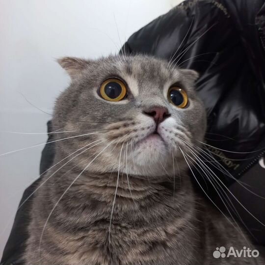 Вакцинация собак и кошек на дому