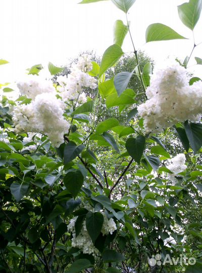 Сирень сортовая. Хосты