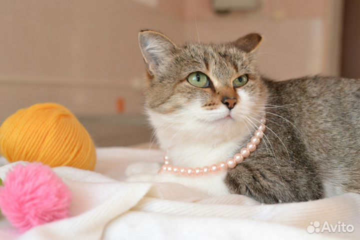 Кошка по имени Каменка