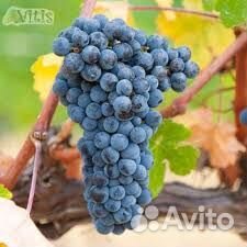 Винный виноград