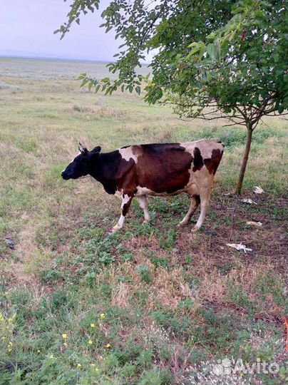 Корова дойная молочная