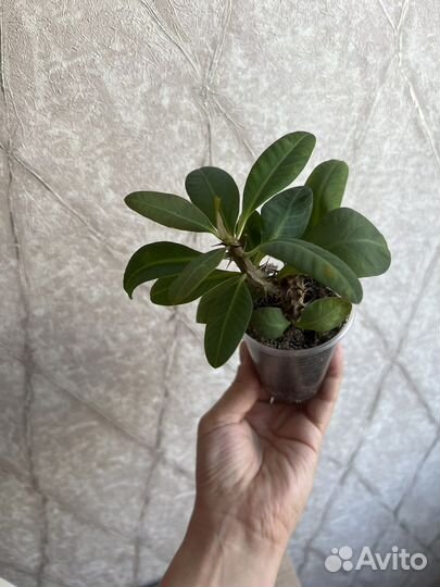 Молочай Миля, кактусы