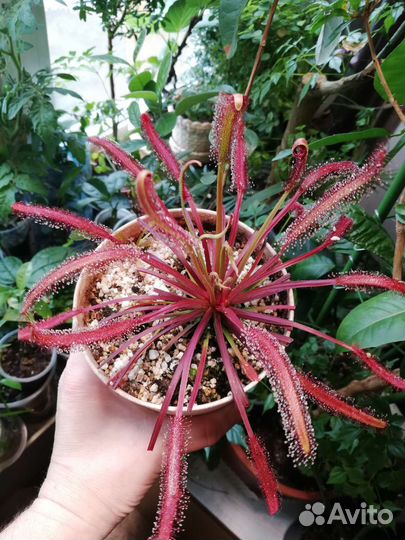 Росянка, саррацения хищные растения