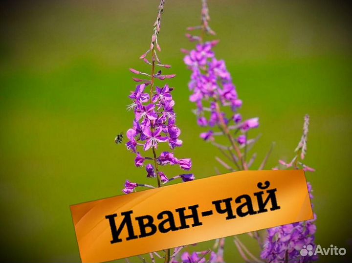 1 кг иван-чая, вкусный, кипрей, сделан летом 2023