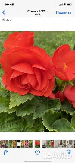 Бегония красная