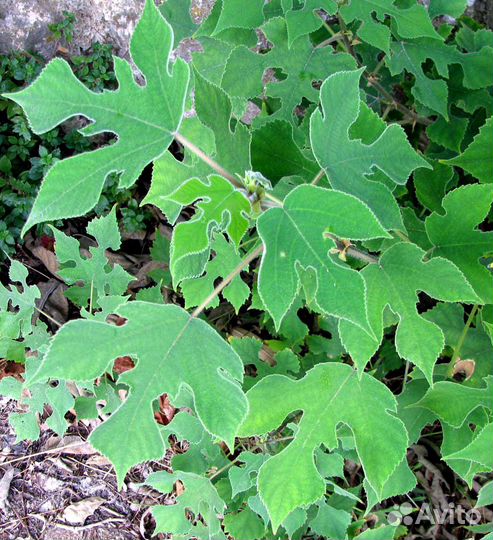 Бруссонетия бумажная, семена